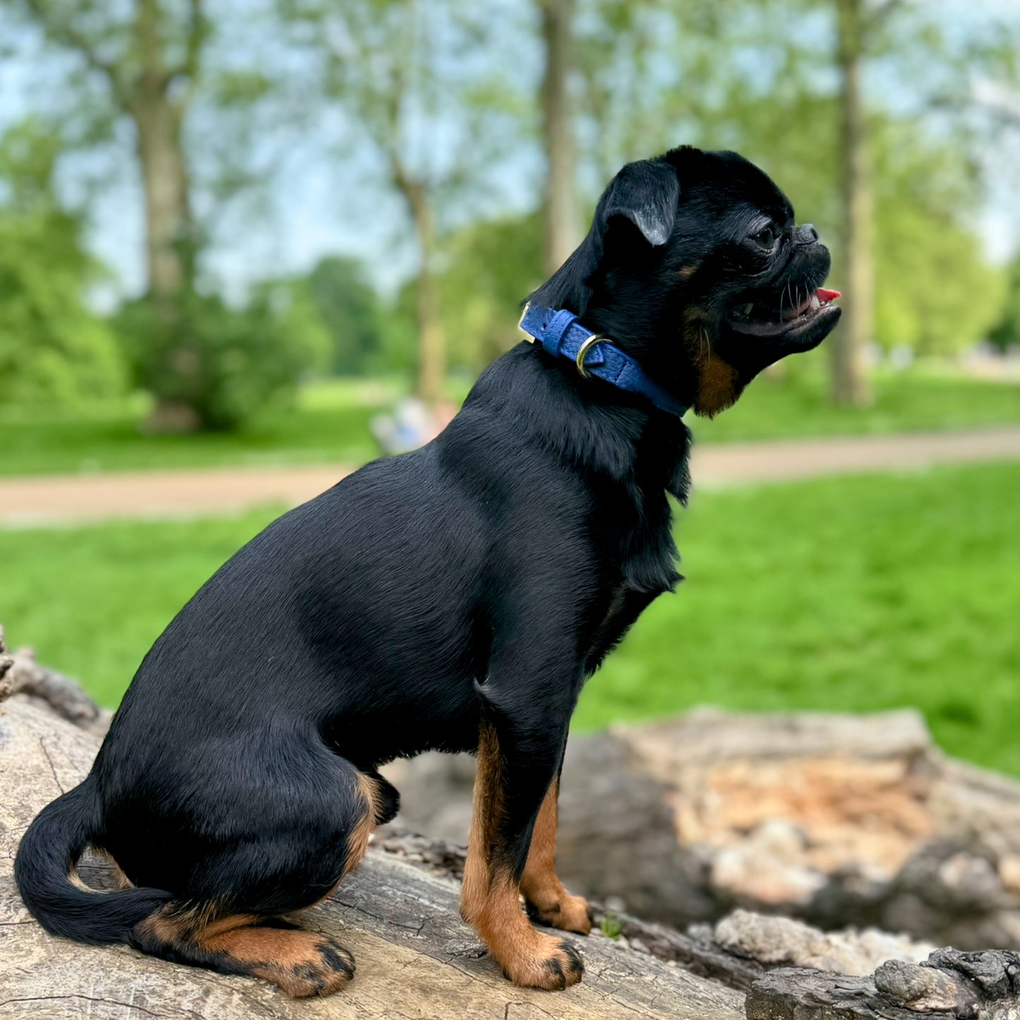 Luxury Leather Dog Collar Royal Blue, Teacup, Toy & Small Dogs – Leather Collar