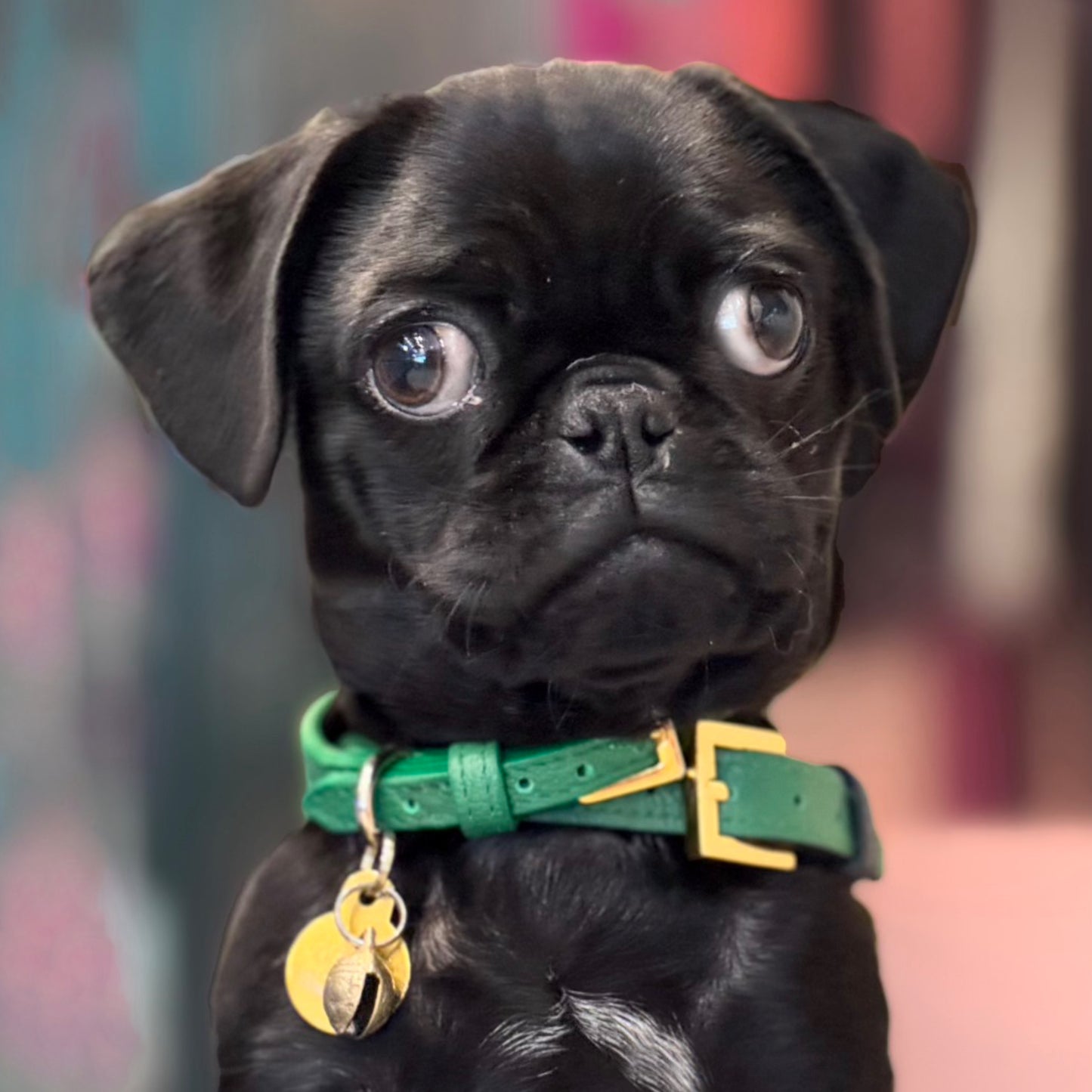 Luxury Racing Green Dog Collar Small Tea cup, Toy, Small, Medium & Large Puppy
