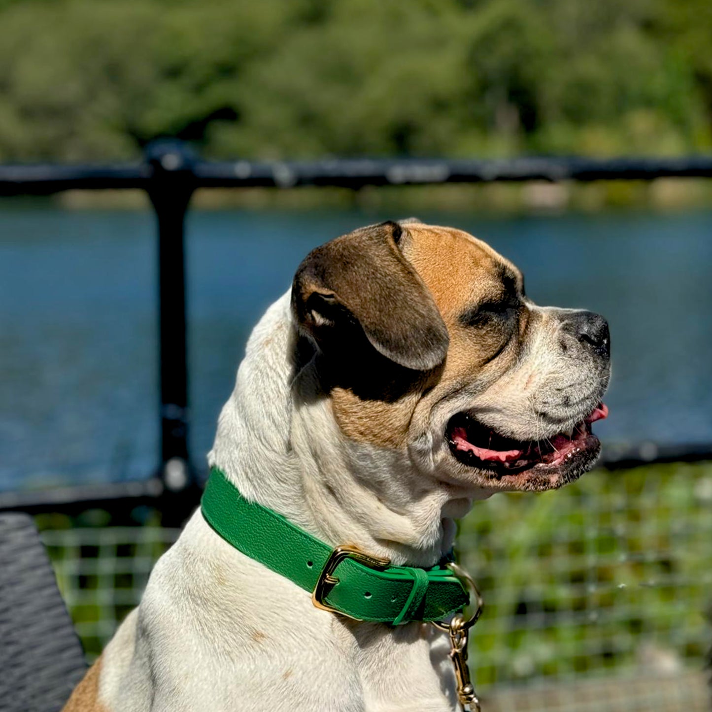 Racing Green Luxury Dog Collar Medium & Large Dogs