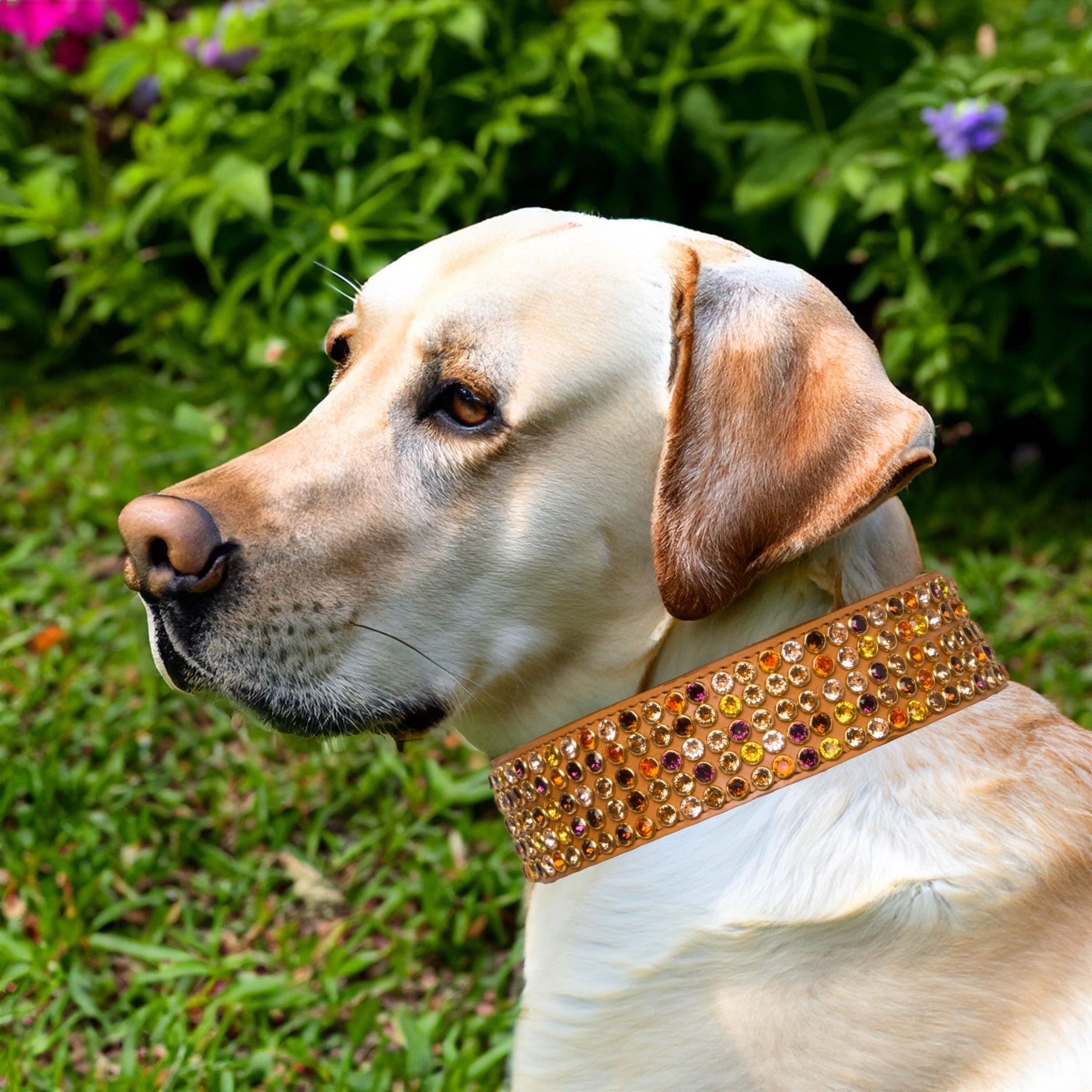 Luxury 5 Row Swarovski Crystal Nude Tan Collar Large to XLarge Breads