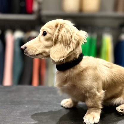 Luxury Black SpringBok for Toy & Small Dogs