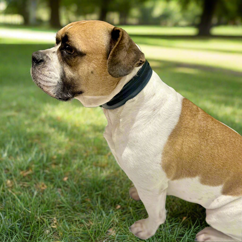 Luxury Racing Green SpringBok Cases In Leather for Large Dogs