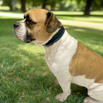 Luxury Racing Green SpringBok Cases In Leather for Large Dogs