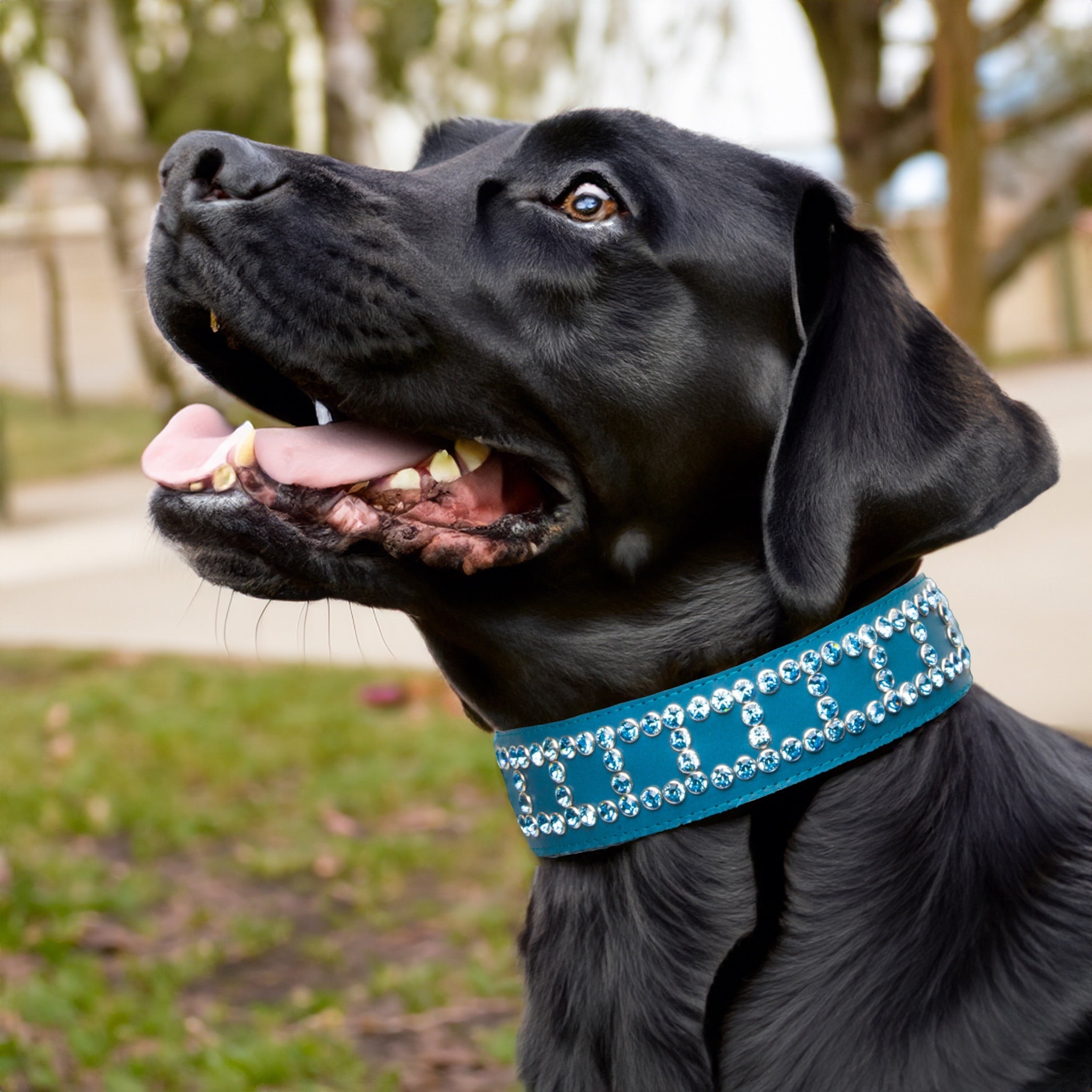 Luxury Swarovski Clear Crystals Collar Box Design Large to XLarge – Light Blue