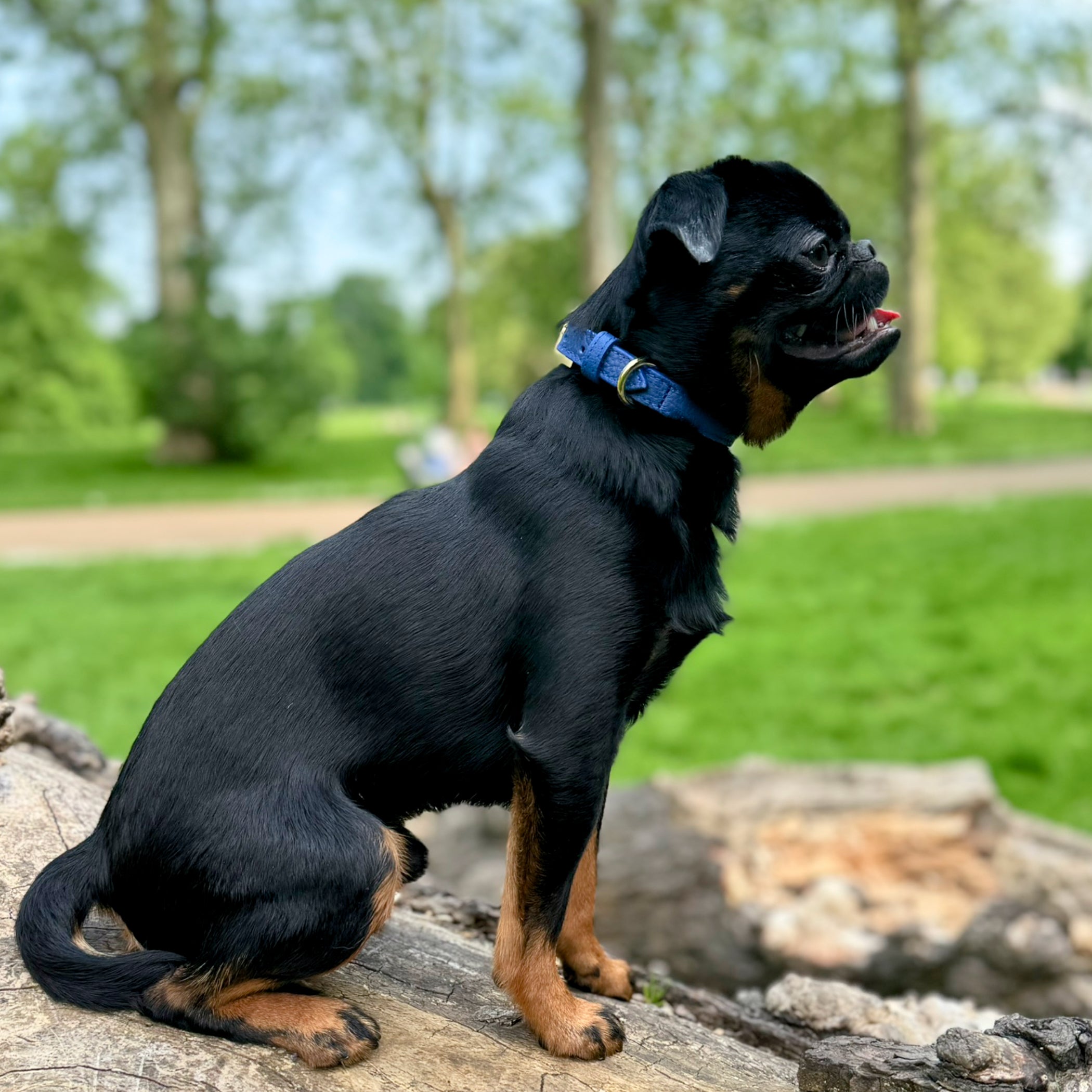 Luxury Leather Dog Collar Royal Blue, Tea cup, Toy & Small Dogs