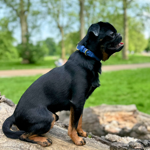 Load image into Gallery viewer, Luxury Leather Dog Collar Royal Blue, Tea cup, Toy & Small Dogs
