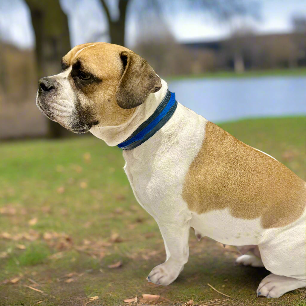 Luxury Dark Blue SpringBok Cases In Leather for Large Dogs