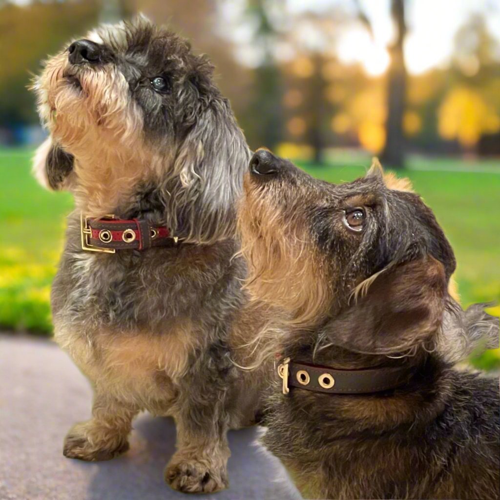 Luxury Leather  Dog Collar Grey with Eyelets for Toy & Small Dogs