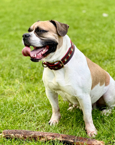 Load image into Gallery viewer, Luxury Leather Dog  Collar Red on Grey with Eyelets Medium Large and XLarge Breads
