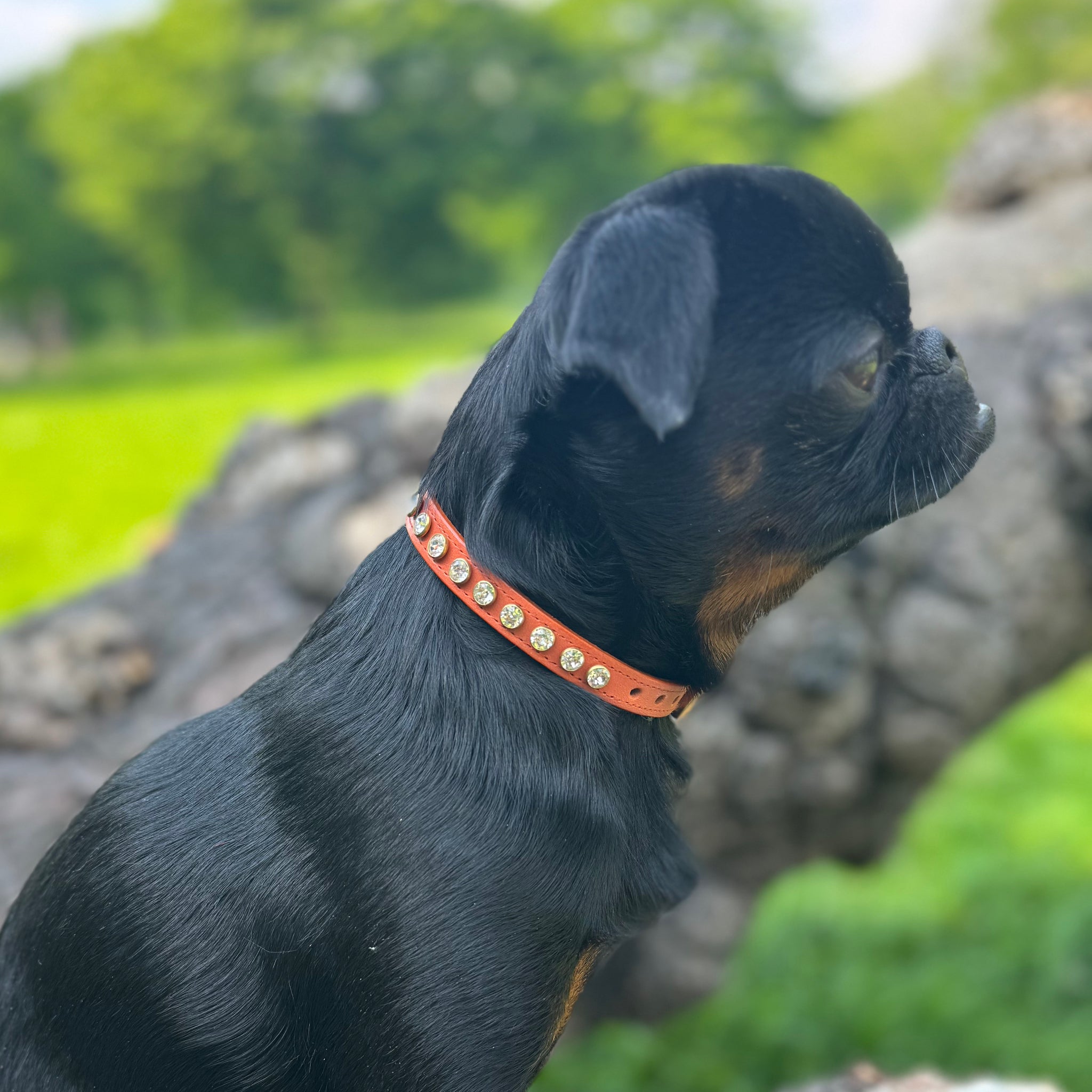 Luxury 1 Row Swarovski Crystal Orange Collar Toy & Small Breeds – Leather Collar