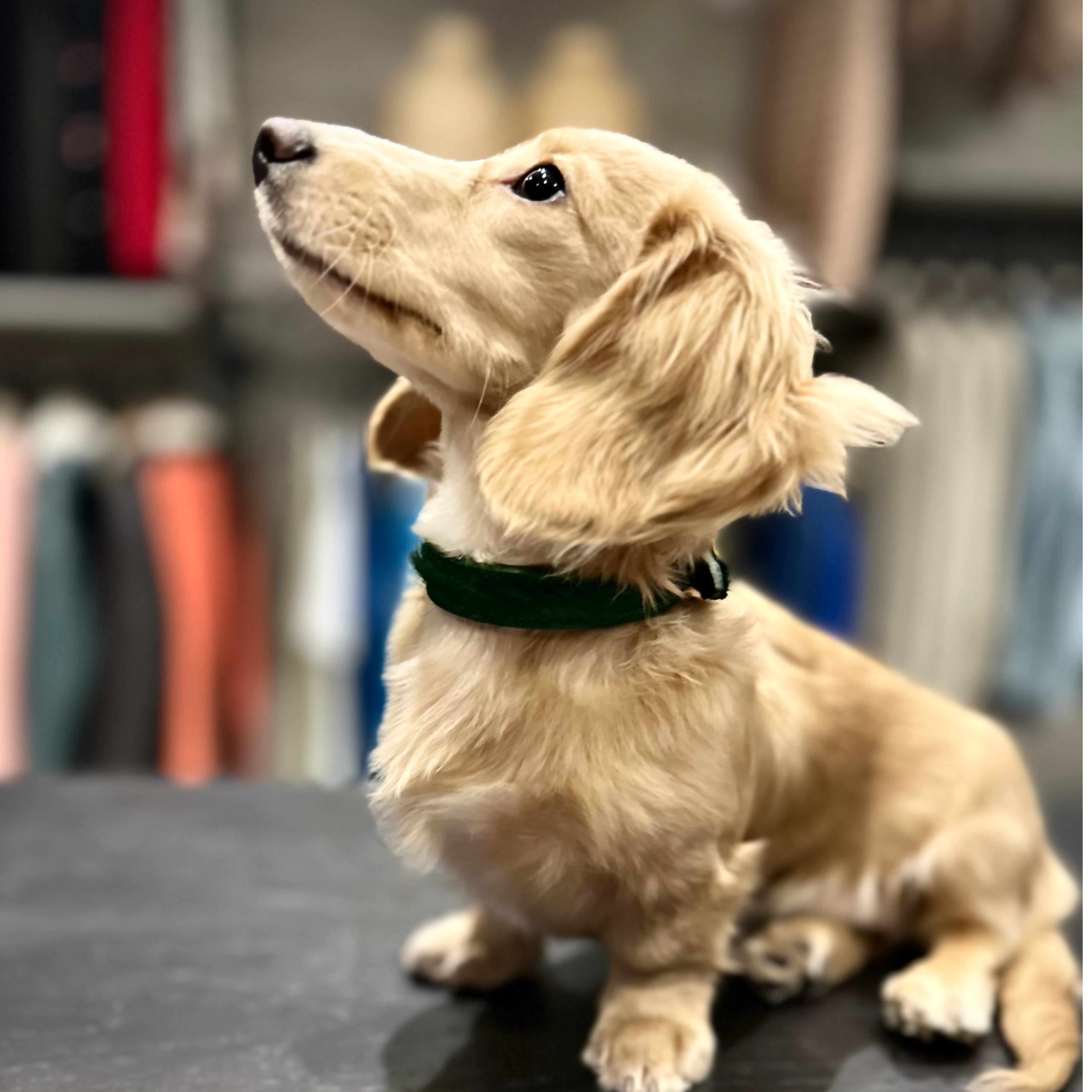 Luxury Racing Green SpringBok for Toy & Small Dogs – SpringBok Leather Collar