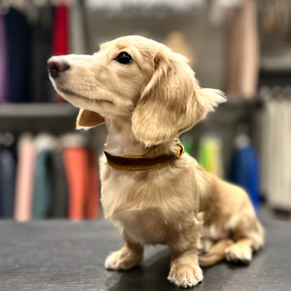 Luxury Mustard Yellow SpringBok for Toy & Small Dogs