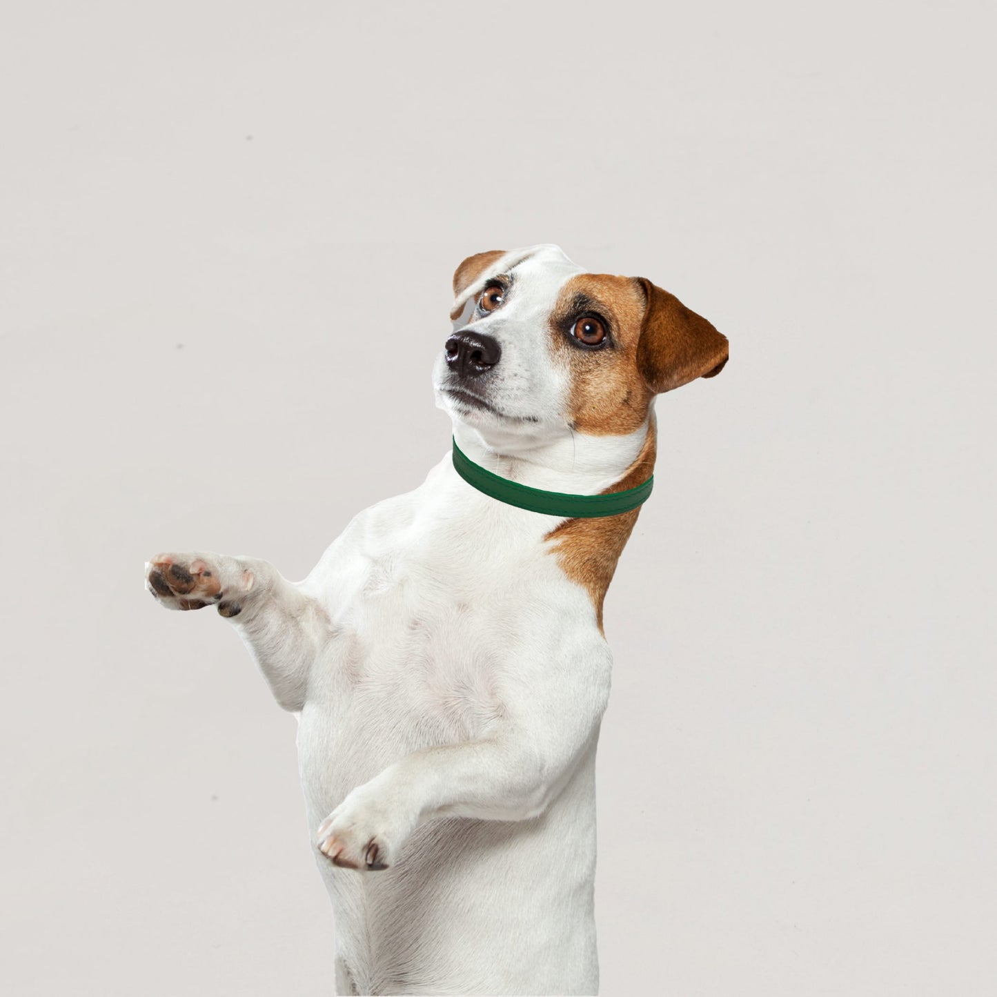 Racing Green Luxury Dog Collar Small Teacup, Toy & Small Dogs