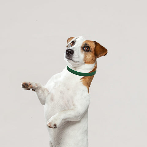 Load image into Gallery viewer, Racing Green Collar XXXSmall Tea Cup to Medium Puppies
