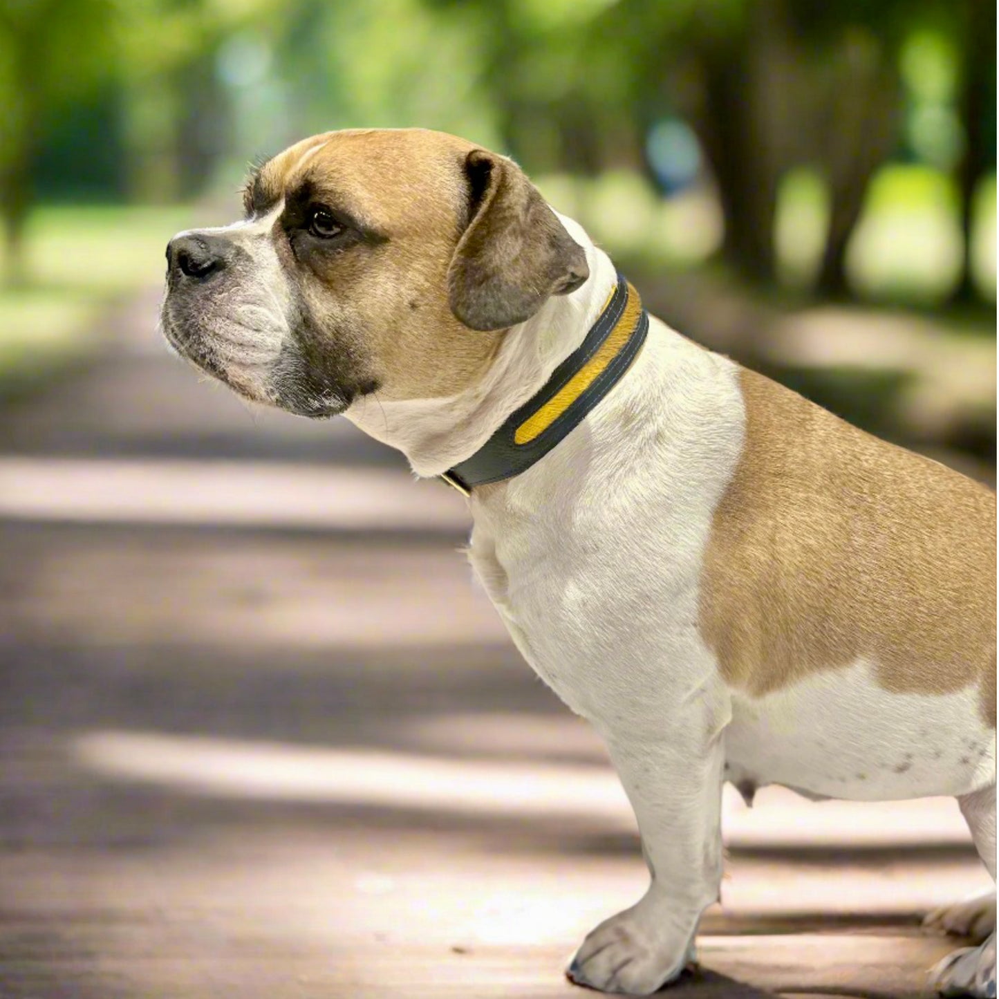 Luxury Mustard Yellow SpringBok Cases In Leather for Medium Dogs