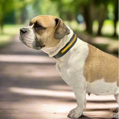 Luxury Mustard Yellow SpringBok Cases In Leather for Medium Dogs